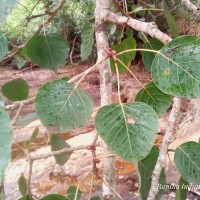 Ficus religiosa L.